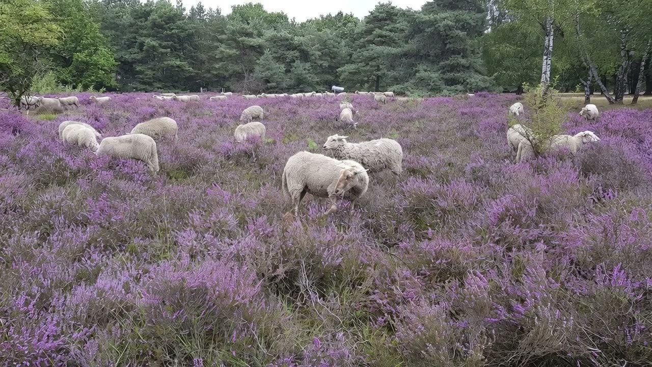 Schaapskudde graast op de bloeiende heide