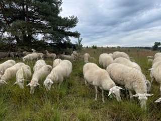 Herder met schaapskudde op de heide