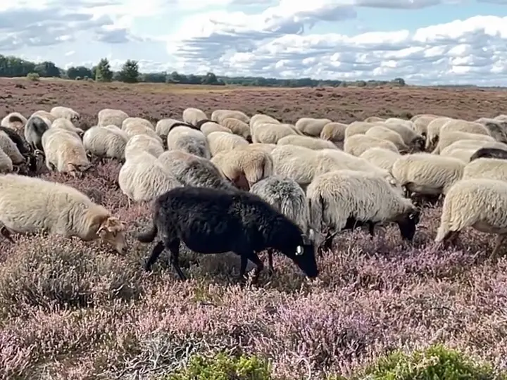 Heideschapen grazen tussen de paarse heide